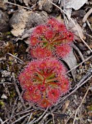 Flower Sundew