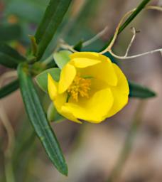 Flower Hibertia Xxx