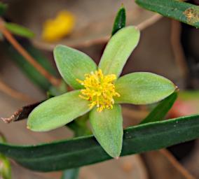 Flower Xxx Green