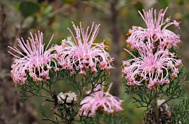 Flower Xxx Pink