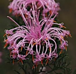 Flower Xxx Pink