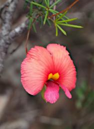 Flower Xxx Pea Red Yellow