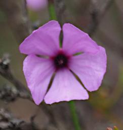 Flower Xxx Purple