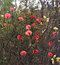Flower Xxx Pea Red Yellow