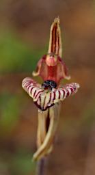 Stirling Rng NP Flower Zebra Orchid