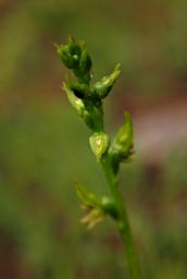 Stirling Rng NP Flower Swamp Leak Orchid