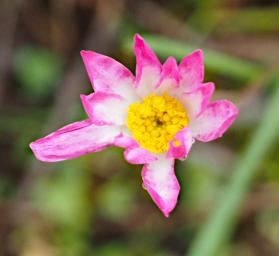 Flower Xxx Pink Yellow