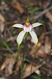 Flower Xxx Spider Orchid