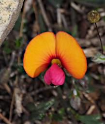Flower Xxx Pea