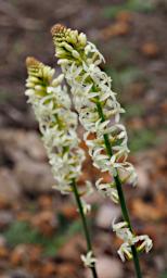 Flower Stackhousia Monoaynia