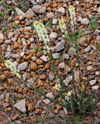 Flower Stackhousia Monoaynia