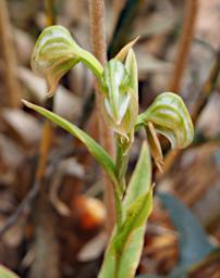 Flower Banded Green Hood Orchid