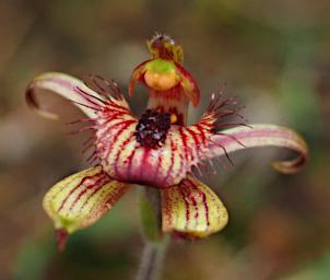 Flower Zebra Orchid