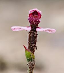 Flower Pink Bunny Orchid
