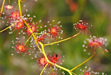 Flower Xxx Camelaucium