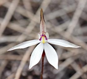 Flower Sugar Orchid