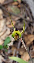 Flower Fringed Mantis Orchid