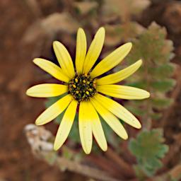 Flower Xxx Daisy