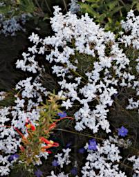 Fitzgerald NP Flower Xxx White Blue