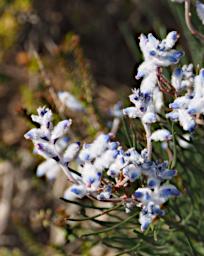 Fitzgerald NP Flower Xxx White Blue