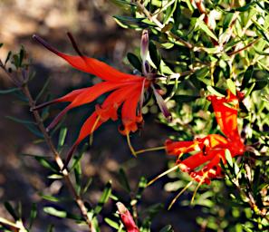Fitzgerald NP Flower Xxx Honeysuckle