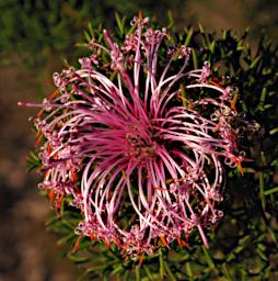 Fitzgerald NP Flower Xxx Pink