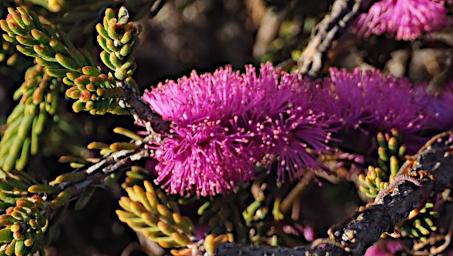 Fitzgerald NP Flower Xxx Pink