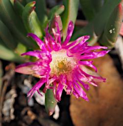 Fitzgerald NP Flower Xxx Pink