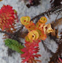 Fitzgerald NP Flower Xxx