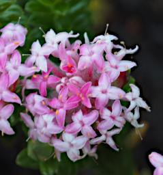 Fitzgerald NP Flower Xxx Pink