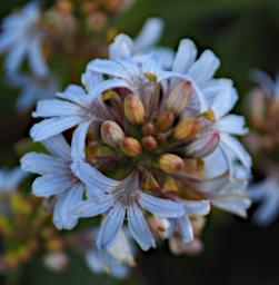Fitzgerald NP Flower Xxx White Blue