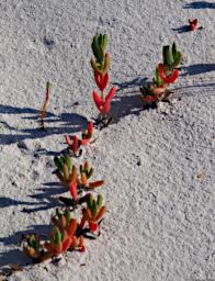 Fitzgerald NP Flower Xxx
