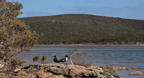 Fitzgerald NP Bird Australian Shelduck