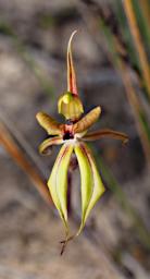 Fitzgerald NP Flower Xxx Orchid