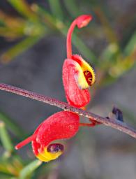 Fitzgerald NP Flower Xxx Grevillea