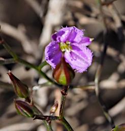 Fitzgerald NP Flower Xxx Violet