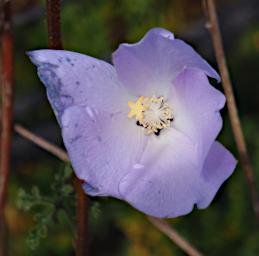 Fitzgerald NP Flower Xxx Blue