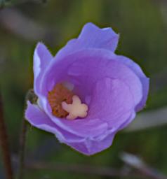 Fitzgerald NP Flower Xxx Blue