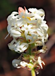Fitzgerald NP Flower Xxx White