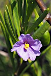Fitzgerald NP Flower Xxx Violet