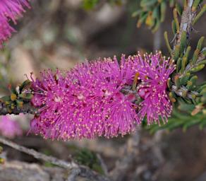 Fitzgerald NP Flower Xxx Bottlebrush