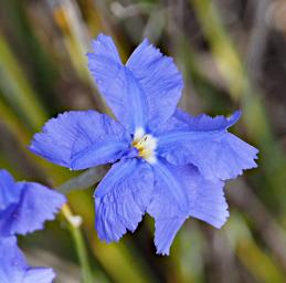 Fitzgerald NP Flower Xxx Blue
