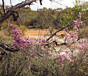 Fitzgerald NP Flower Xxx Pink