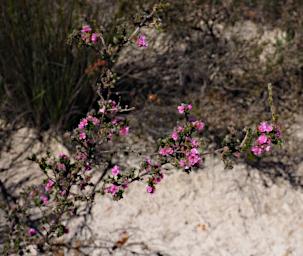 Fitzgerald NP Flower Xxx Hypocalymma