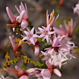 Fitzgerald NP Flower Xxx White Pink