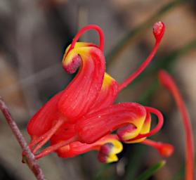 Fitzgerald NP Flower Xxx Grevillea