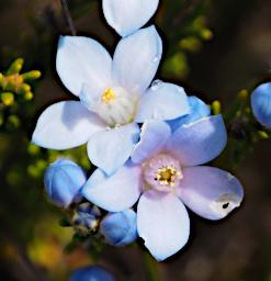 Fitzgerald NP Flower Xxx Blue