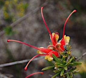 Fitzgerald NP Flower Xxx Grevillea