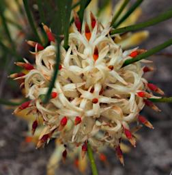 Fitzgerald NP Flower Xxx White