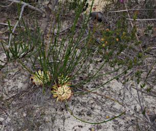 Fitzgerald NP Flower Xxx White